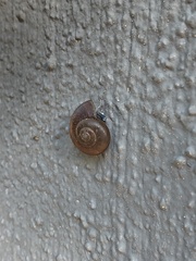 Zachrysia provisoria