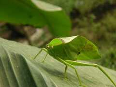 Stilpnochlora