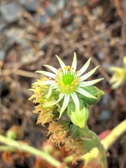 Sempervivum