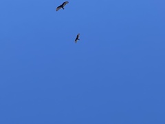 Cathartes aura
