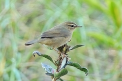 Phylloscopus fuscatus