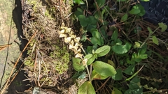 Teucrium scorodonia