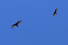 Cathartes aura