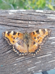 Nymphalis polychloros