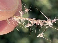 Chloris virgata