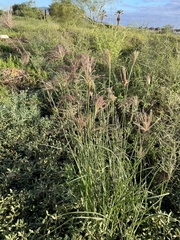 Chloris virgata