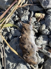 Microtus pennsylvanicus
