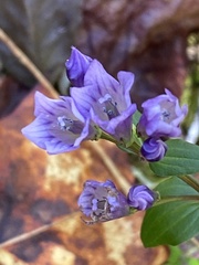 Gentianella quinquefolia