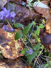 Gentianella quinquefolia