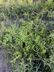 Moringa oleifera