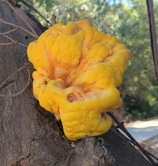 Laetiporus gilbertsonii