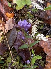 Gentianella quinquefolia