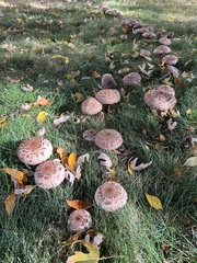 Chlorophyllum rhacodes
