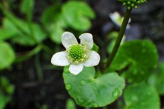 Caltha natans