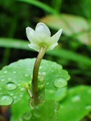 Caltha natans
