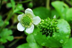 Caltha natans