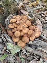 Desarmillaria caespitosa