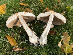 Chlorophyllum rhacodes
