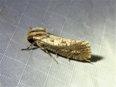 Acrolophus popeanella