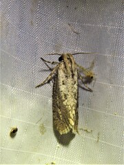 Acrolophus popeanella