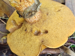Suillus salmonicolor