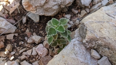 Marrubium supinum