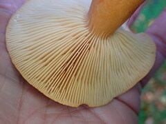 Lactarius rufus