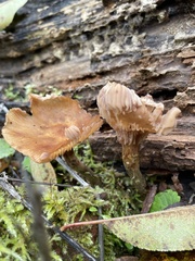 Armillaria mellea