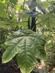Cecropia schreberiana