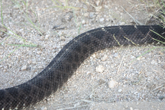 Crotalus cerberus