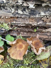 Armillaria mellea