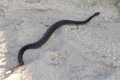Crotalus cerberus
