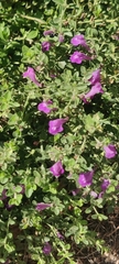 Leucophyllum frutescens