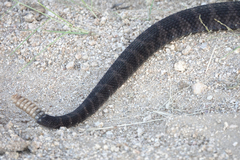 Crotalus cerberus