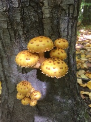 Pholiota aurivella
