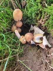 Coprinellus micaceus