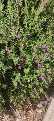 Leucophyllum frutescens