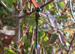 Aeshna cyanea