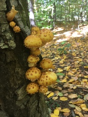Pholiota aurivella