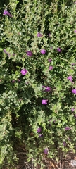 Leucophyllum frutescens