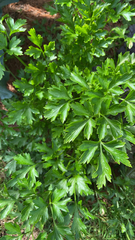 Petroselinum crispum