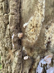 Aleurodiscus oakesii