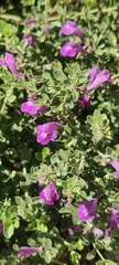 Leucophyllum frutescens