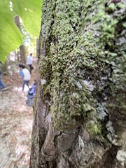 Frullania