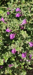 Leucophyllum frutescens