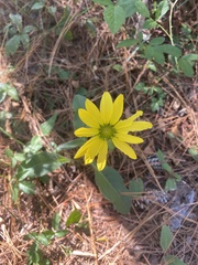 Silphium asteriscus