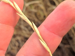 Thinopyrum intermedium