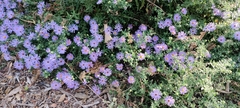 Symphyotrichum