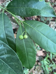 Faramea occidentalis