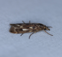 Occidentalia comptulatalis